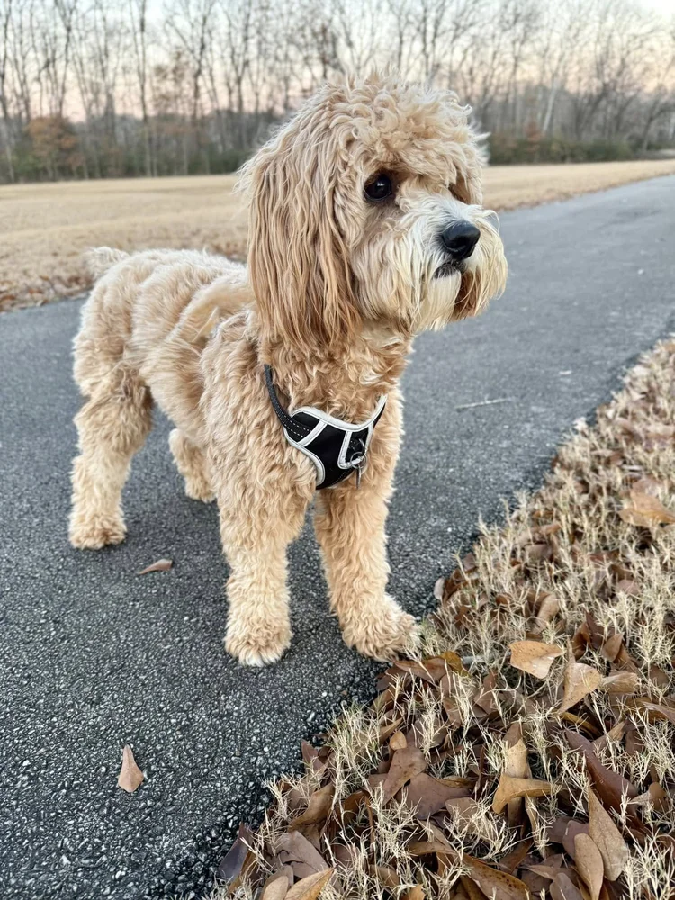 Teddy the goldendoodle who sometimes joins training sessions